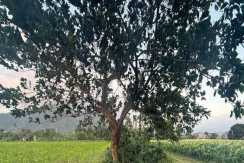 For Sale: Vacant Commercial Lot in Hermosa Bataan